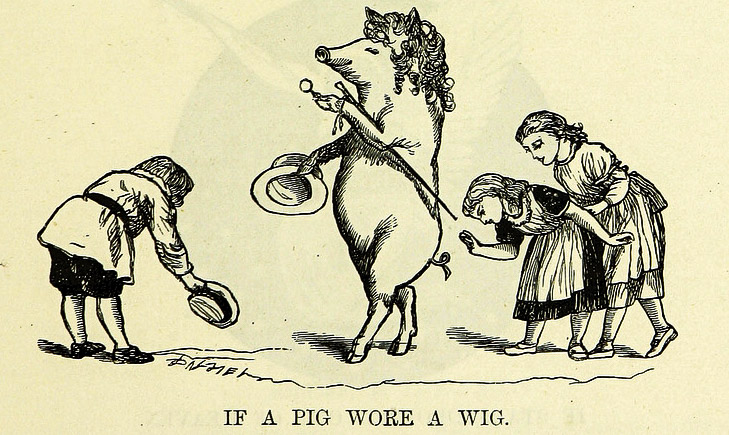 if a pig wore a wig